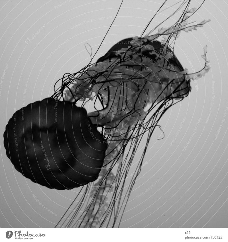 Jellyfish II Qualle Meer Lebewesen Nesseltiere schleimig Gift Strand brennen Meerwasser Aquarium Schwarzweißfoto Wasser glibberig Unterwassen tief Weichtier