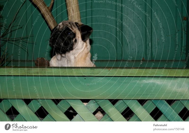 Wachhund Zaun Mops Hund grün Haus Wand Baum Tier Haushund