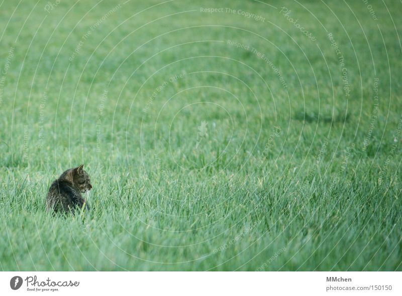 Schleicherin Katze Gras verborgen Versteck verstecken Beute Beutezug Haustier Wachsamkeit Maus Herbst Säugetier Fressfeind