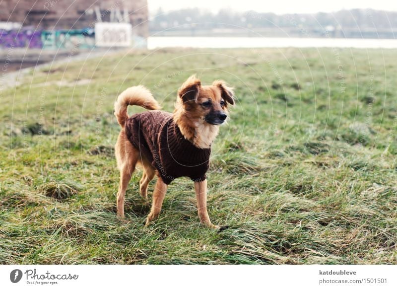 discover Umwelt Natur Pflanze Herbst Winter Wetter Nebel Grünpflanze Flussufer Hund Arbeit & Erwerbstätigkeit beobachten entdecken genießen hören Jagd niedlich