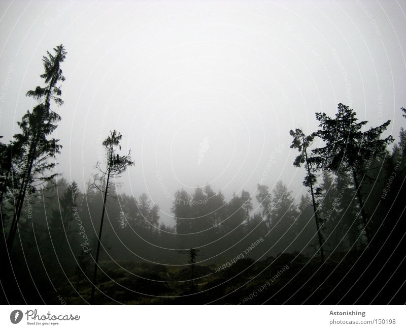 bedrückend Natur Landschaft Nebel Baum Wald Traurigkeit kalt grau schwarz Nadelbaum Abholzung Baumstamm Zweig Boden Kontrast Froschperspektive Menschenleer
