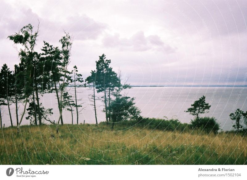 Samsø Umwelt Natur Landschaft Pflanze Urelemente Erde Luft Wasser Himmel Wolken Sommer Schönes Wetter Baum Gras Sträucher Küste Ostsee Insel Abenteuer rein