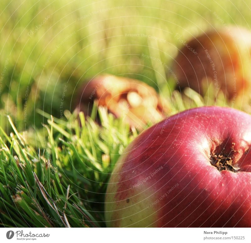 frisch und knackig mehrfarbig Außenaufnahme Tag Frucht Apfel Ernährung Wohlgefühl Natur Herbst Wiese lecker grün rot genießen Gesundheit Umwelt faulig