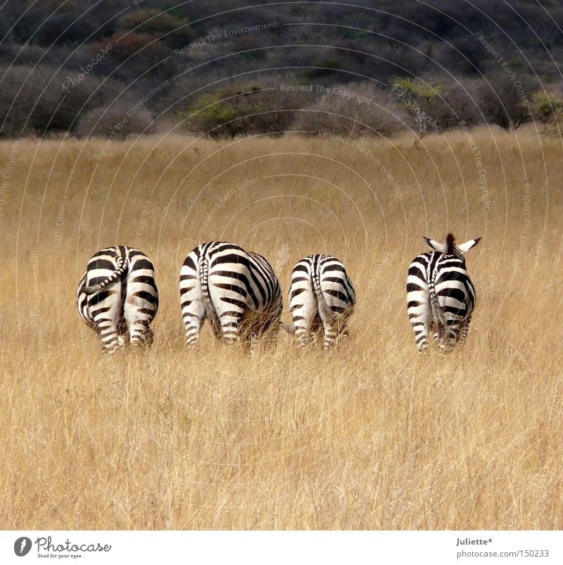 Leck mich am A... Zebra Fressen Afrika Steppe Ödland 4 schwarz weiß Einsamkeit Hinterteil Sommer Idylle ruhig gestreift Schwanz Ohr Wachsamkeit Gras Baum