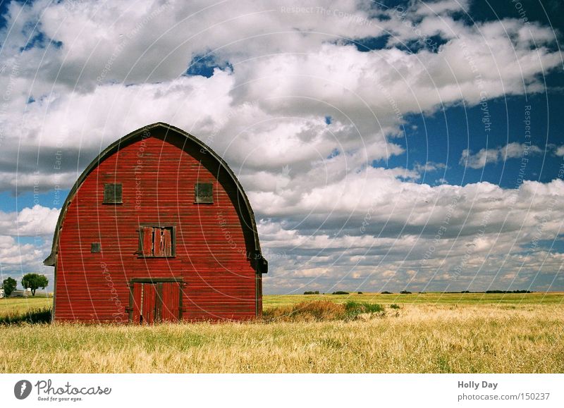 Mach nicht so ein Gesicht Scheune rot gelb gold goldgelb Feld Ernte Auge Wolken Ferien & Urlaub & Reisen Landwirtschaft Bauernhof Kanada Alberta Amerika