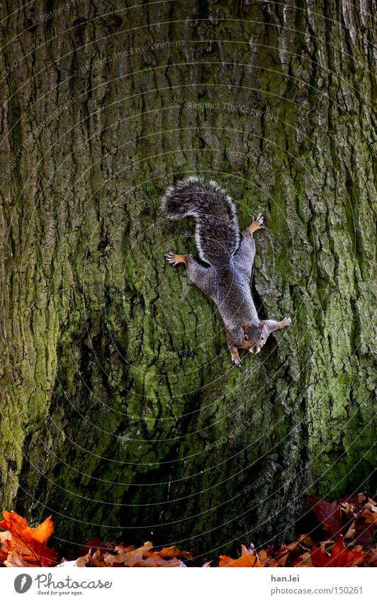 Grauhörnchen Klettern kleben Eichhörnchen Tier Baum Baumrinde Blatt Blick falsch Säugetier Kopf nach unten