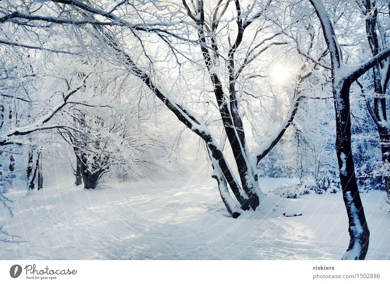 Wintermärchen Umwelt Natur Landschaft Sonne Schönes Wetter Schnee Schneefall Wald ruhig Einsamkeit einzigartig Erholung Idylle Farbfoto Außenaufnahme