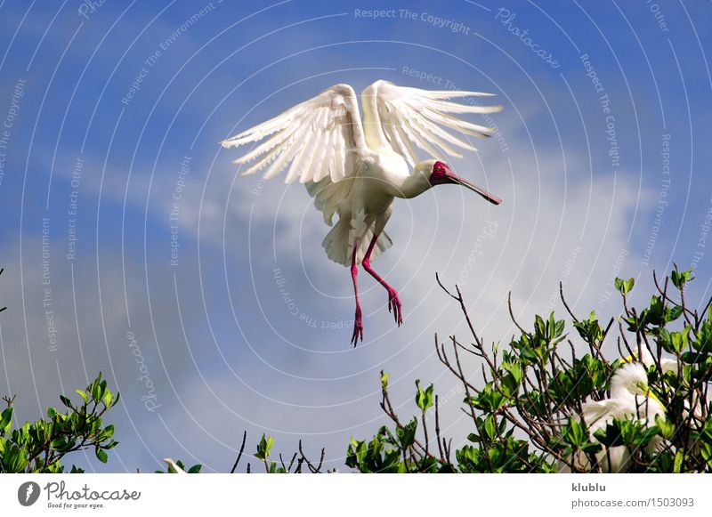 Afrikanischer Spoonbill in Casamance, Senegal, Afrika Löffel Zufriedenheit Tier Park Wald Küste See Vogel Flügel lang nass wild akrobatisch Artist Gleichgewicht