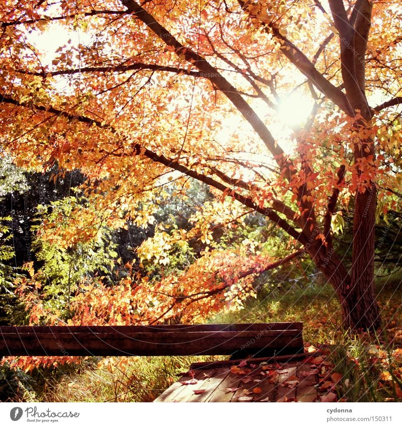 Rote Phase Herbst mehrfarbig Blatt fallen Baum Natur Zeit Sonne Gefühle Landschaft Herz-/Kreislauf-System Vergangenheit Erinnerung Zauberei u. Magie schön
