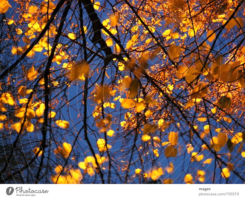 Goldlaub Blatt Linde Baum gold gelb Himmel Abend Nacht Herbst goldgelb Beleuchtung schön leuchten