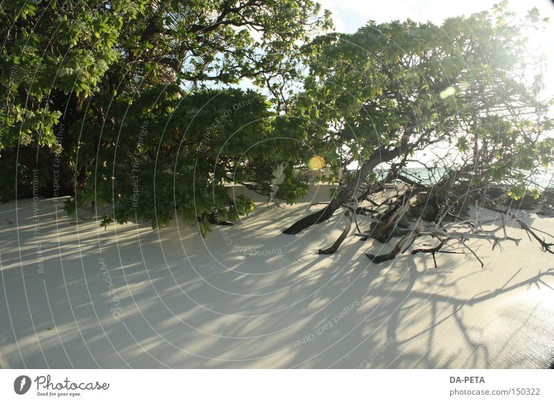 wild dream - Malediven Strand Sonne weiß Sträucher Ferien & Urlaub & Reisen Meer träumen Schatten Sonnenstrahlen Küste