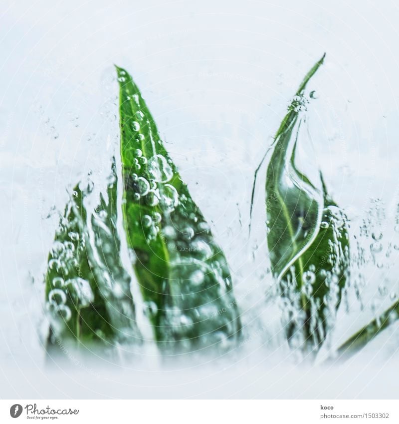 Wasserpflanze Natur Pflanze Wassertropfen Regen Blatt Grünpflanze Tropfen atmen Wachstum Flüssigkeit kalt nass natürlich Sauberkeit Spitze blau grün weiß