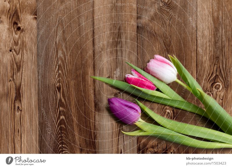 Three tulips on a wooden background Feste & Feiern Valentinstag Muttertag Ostern Blume Tulpe Blühend flowers colorful Mothers day Easter Valentines day