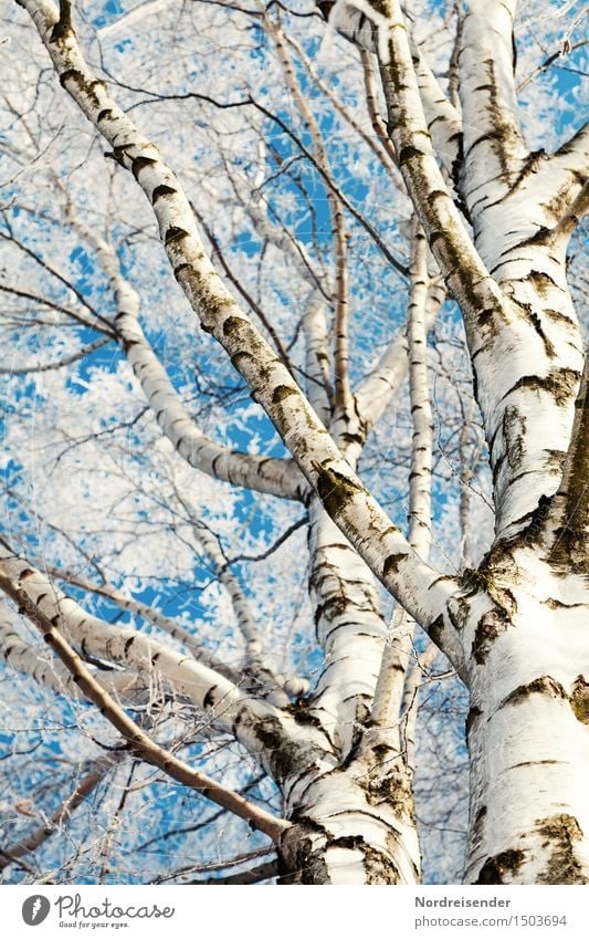 Birken Natur Pflanze Himmel Wolkenloser Himmel Winter Schönes Wetter Eis Frost Baum Wald frisch kalt natürlich blau weiß bizarr rein Baumstamm Ast Birkenrinde