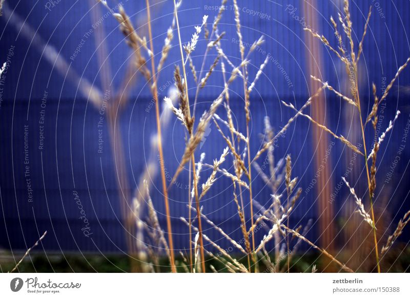 Gras Halm blau Licht Hoffnung Riedgras Wand Dämmerung Abend Herbst Regierungssitz Spreebogen Park blue Lampe