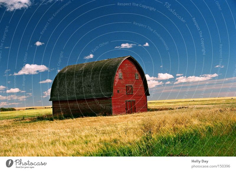 'ne Scheune steht im Felde, ganz still und stumm... rot gelb Ernte Wolken blau Landwirtschaft Bauernhof Kanada Alberta Weizen Gesicht