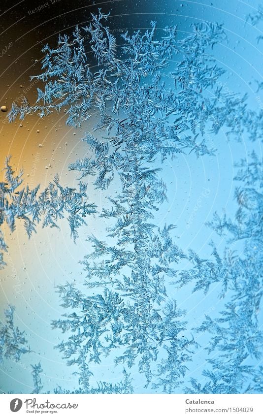 Morgens vor dem Scheibenkratzen, Eisblumen  auf Fensterscheibe Design Winter Winterurlaub Kunst Natur Frost Autofenster Glas Kristalle frieren glänzend