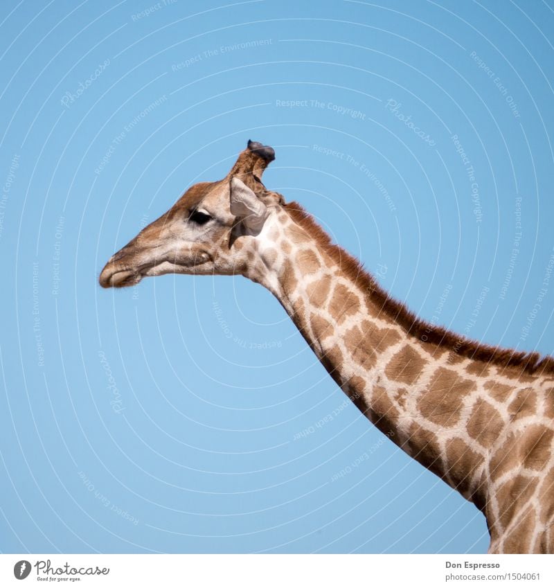 Safari! Ferien & Urlaub & Reisen Abenteuer Ferne Freiheit Natur Tier Wildtier Giraffe 1 wild Afrika Kalahari Namibia Hals Fell scheckig Etoscha-Pfanne