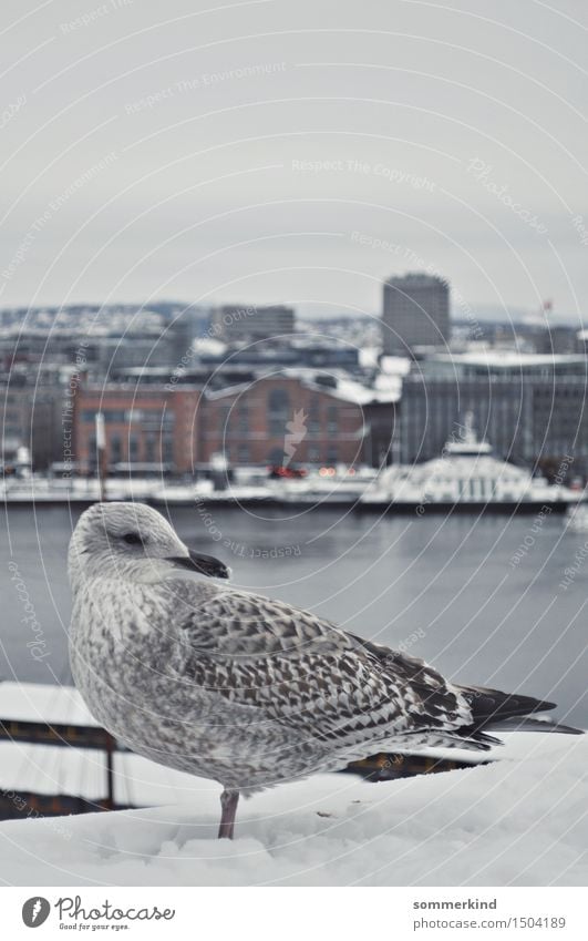 Måke Himmel Winter Eis Frost Schnee Oslo Norwegen Stadt Hauptstadt Hafenstadt Skyline Tier Wildtier Vogel Möwe 1 kalt maritim blau grau weiß ruhig Windstille
