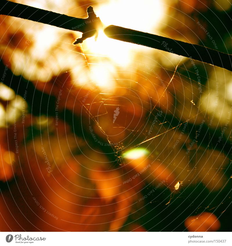 Rote Phase II Herbst mehrfarbig Blatt fallen Baum Natur Zeit Sonne Gefühle Landschaft Herz-/Kreislauf-System Vergangenheit Erinnerung Spinnennetz