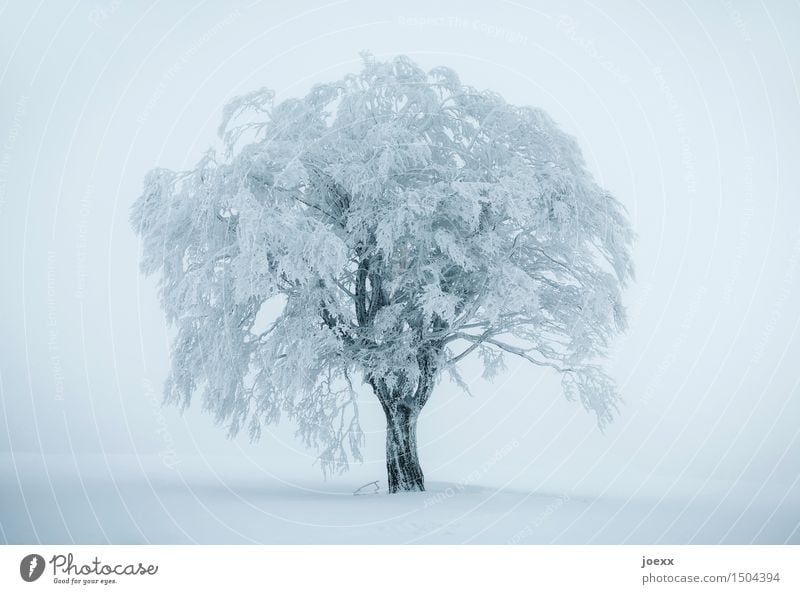Schöner weißer Baum, schneebedeckt, in nebliger Winterlandschaft Nebel Eis Frost Schnee Schneefall groß kalt blau schwarz Farbfoto Gedeckte Farben Außenaufnahme