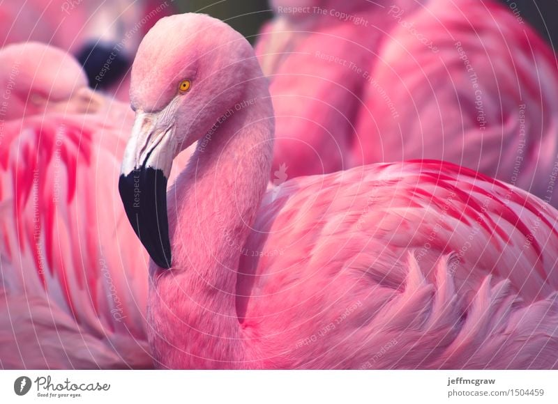 Chilenische Flamingos Tier Teich Haustier Wildtier Vogel 1 2 3 atmen Schwimmen & Baden füttern hören stehen hell Farbfoto mehrfarbig Außenaufnahme Menschenleer