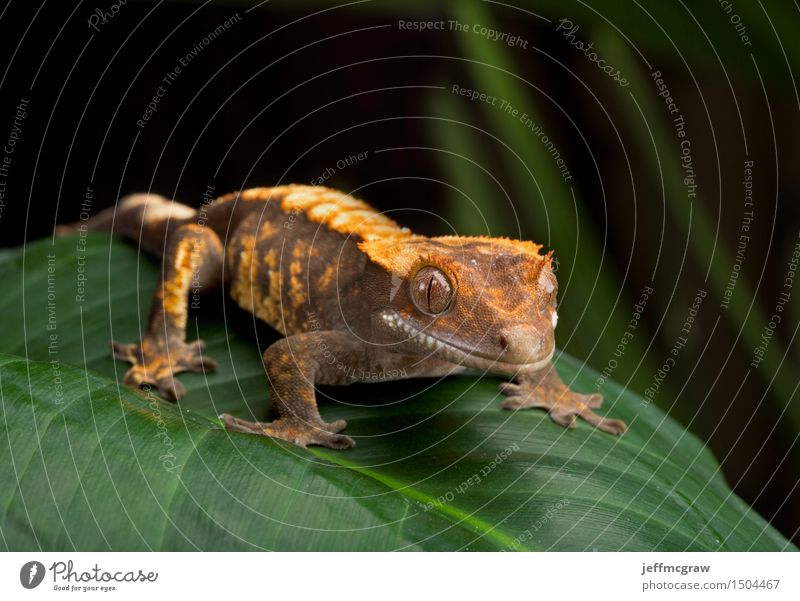 Gecko mit Haube auf riesigem Blatt Umwelt Natur Pflanze Tier Haustier Wildtier 1 atmen hören Jagd sitzen stehen hell schön Farbfoto mehrfarbig Außenaufnahme