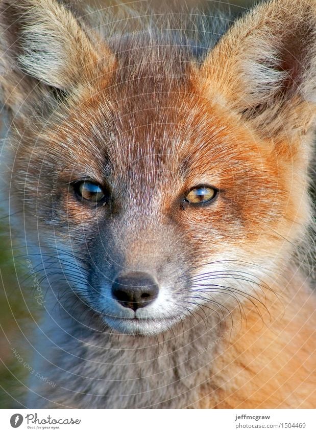 Baby Fox hautnah Natur Tier Wiese Wildtier Fuchs 1 Tierjunges beobachten hören knien sitzen schön kuschlig klein Farbfoto mehrfarbig Außenaufnahme Menschenleer
