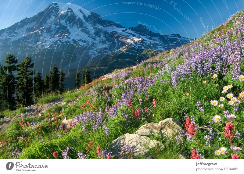Mount Rainier Wildblumen Umwelt Natur Landschaft Pflanze Erde Luft Himmel Sonne Sommer Baum Blume Gras Wiese Berge u. Gebirge Gipfel Schneebedeckte Gipfel
