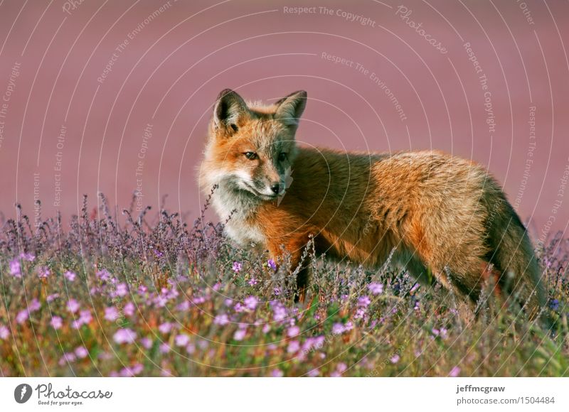 junger roter Fuchs Natur Landschaft Pflanze Tier Schönes Wetter Gras Wiese Wildtier 1 Tierjunges beobachten hören Jagd laufen Spielen schön kuschlig klein