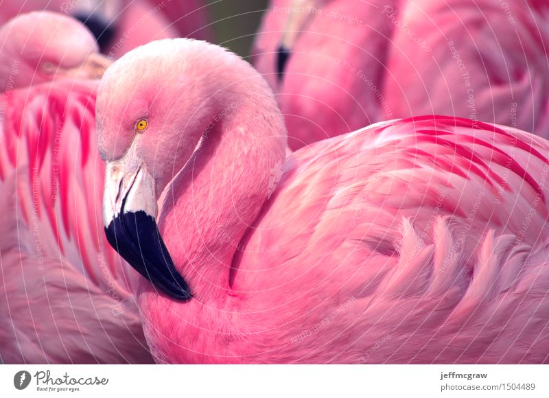 Chilenische Flamingos Natur Tier Teich Vogel füttern hören Blick Gesundheit hell schön rosa schwarz chilenisch Feder farbenfroh Schnabel Konsistenz Tierwelt