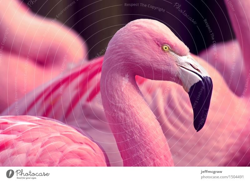Rosa Flamingos Tier Teich Wildtier Vogel 1 2 3 atmen füttern hören stehen hell schön rosa chilenisch Feder farbenfroh Schnabel Tierwelt gefährdet Farbfoto