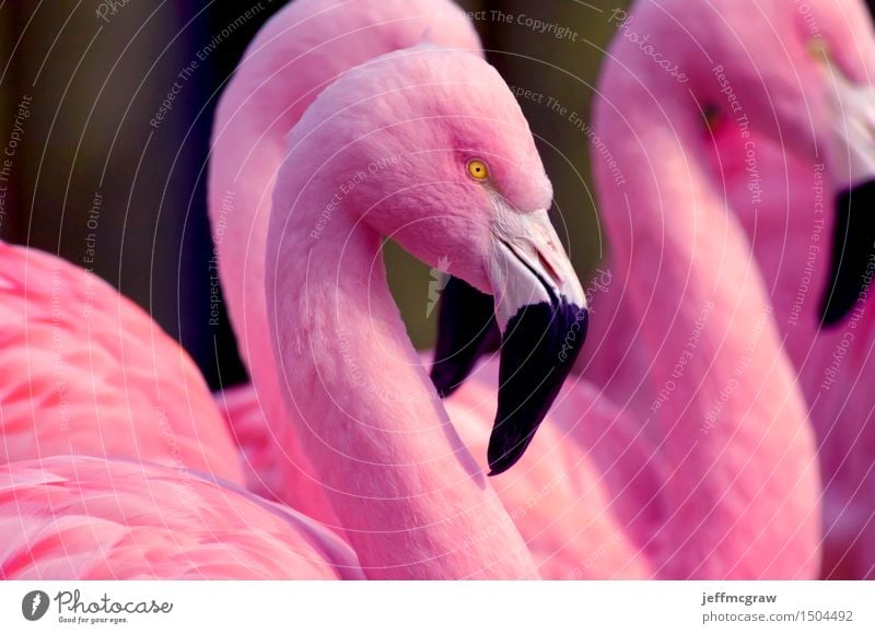 Chilenische Flamingos Tier Schönes Wetter Teich Haustier Wildtier Vogel 1 2 3 atmen füttern hören stehen hell rosa chilenisch Feder farbenfroh Schnabel Tierwelt