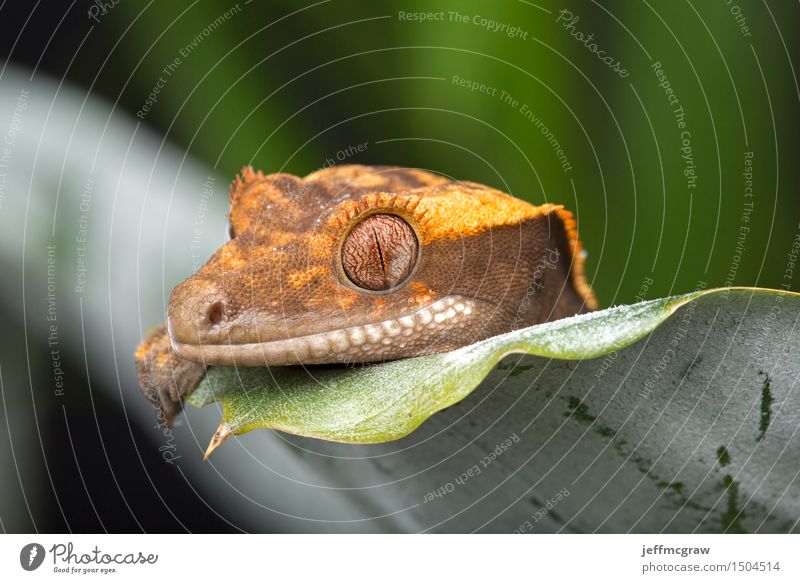 Gecko, der über Blatt späht Natur Pflanze Tier Grünpflanze Haustier Wildtier 1 hocken hören Jagd Farbfoto mehrfarbig Nahaufnahme Detailaufnahme Makroaufnahme