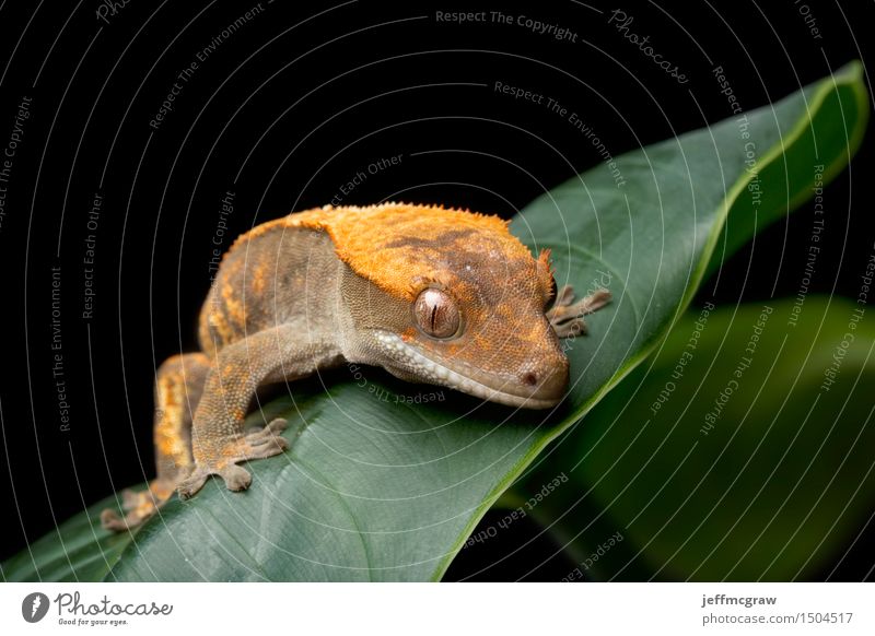 Gecko auf grünem Blatt Umwelt Natur Pflanze Tier Haustier Wildtier 1 hängen hocken hören Jagd Farbfoto mehrfarbig Nahaufnahme Detailaufnahme Makroaufnahme