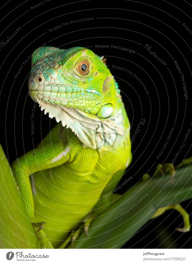 Junges Leguan-Porträt Natur Landschaft Pflanze Tier Haustier Wildtier 1 Tierjunges hocken hören Farbfoto mehrfarbig Menschenleer Textfreiraum oben