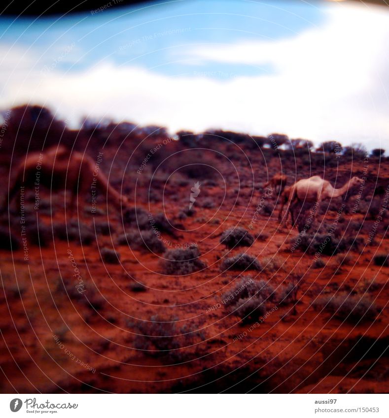 Dafür gehe ich meilenweit. Kamel Dromedar Wüste verbrannt Trampeltier Kamelhöcker Säugetier Wüstentier rote Erde