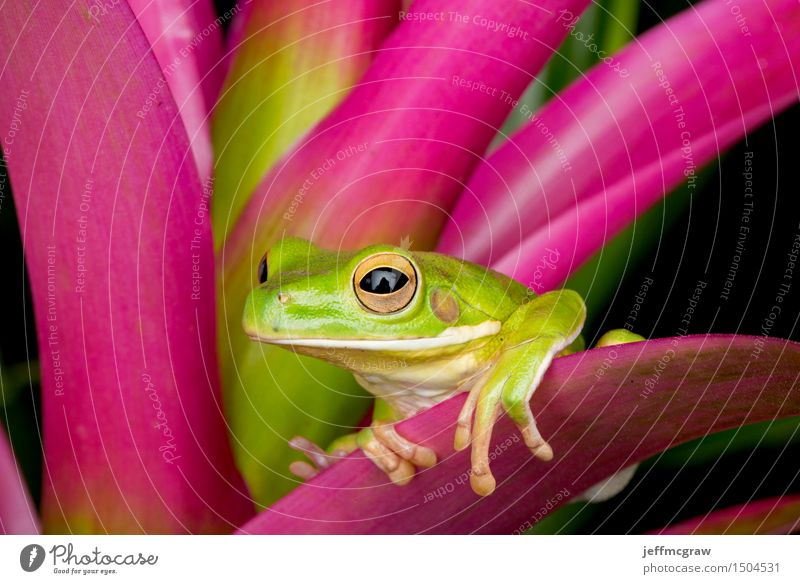 Riesiger Baum-Frosch auf bunten Blättern Umwelt Natur Pflanze Tier exotisch Haustier Wildtier 1 hängen Farbfoto mehrfarbig Menschenleer Tag Tierporträt Blick