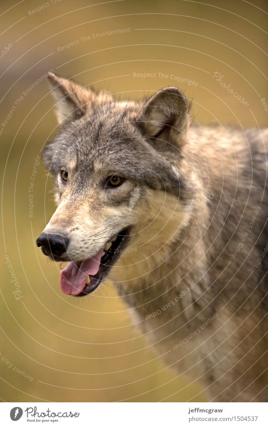 Nordamerikanischer grauer Wolf Natur Tier Gras Wiese Wildtier 1 beobachten hören Jagd laufen schön muskulös Farbfoto mehrfarbig Außenaufnahme Menschenleer