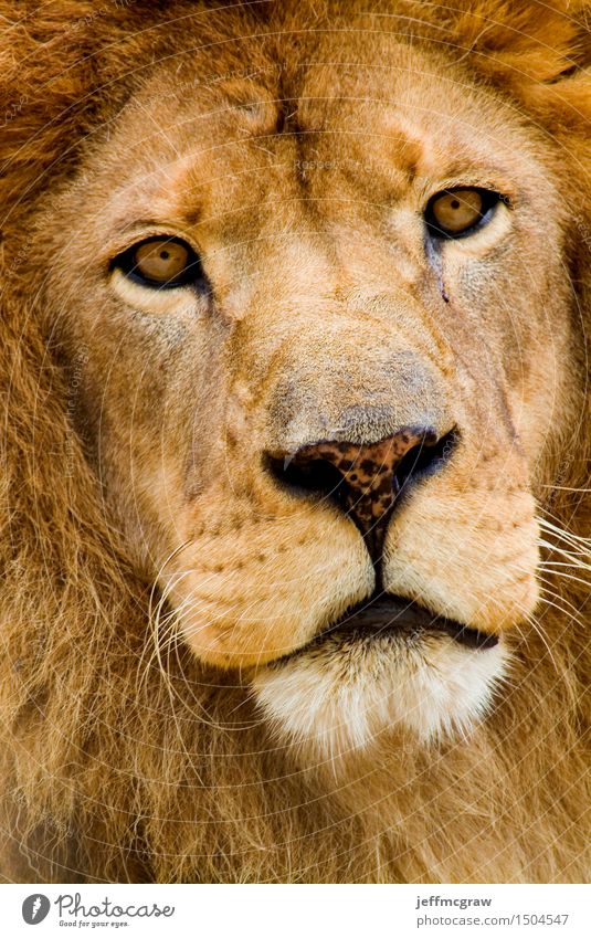 Afrikanischer Löwe Tier Wildtier 1 Denken hören Jagd bedrohlich schön muskulös Farbfoto mehrfarbig Außenaufnahme Menschenleer Morgendämmerung Tag Tierporträt