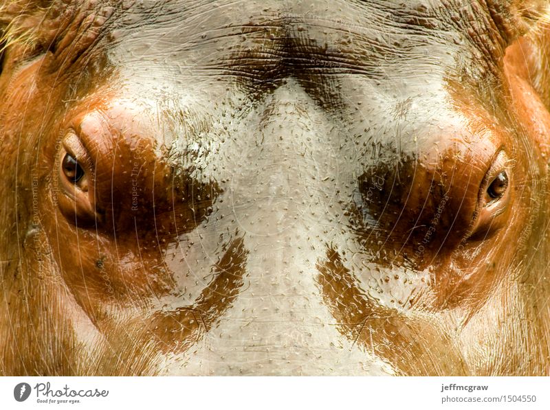 Nilpferd-Gesicht nah oben Tier Wildtier Flußpferd 1 atmen Aggression bedrohlich dick Gesundheit schön muskulös nass Farbfoto mehrfarbig Außenaufnahme