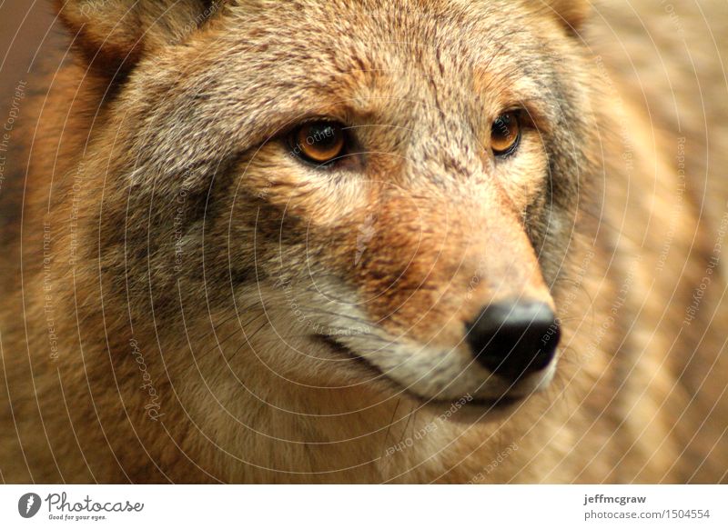 Kojote hautnah Tier Wildtier 1 beobachten Denken hören Jagd warten kuschlig Farbfoto mehrfarbig Nahaufnahme Detailaufnahme Menschenleer Morgendämmerung Tag