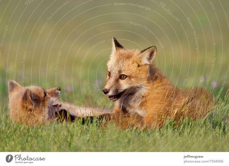 Junge Füchse spielen Natur Pflanze Tier Gras Wiese Wildtier Fuchs 2 Tierjunges genießen hocken Spielen Freundlichkeit Glück schön kuschlig Farbfoto mehrfarbig