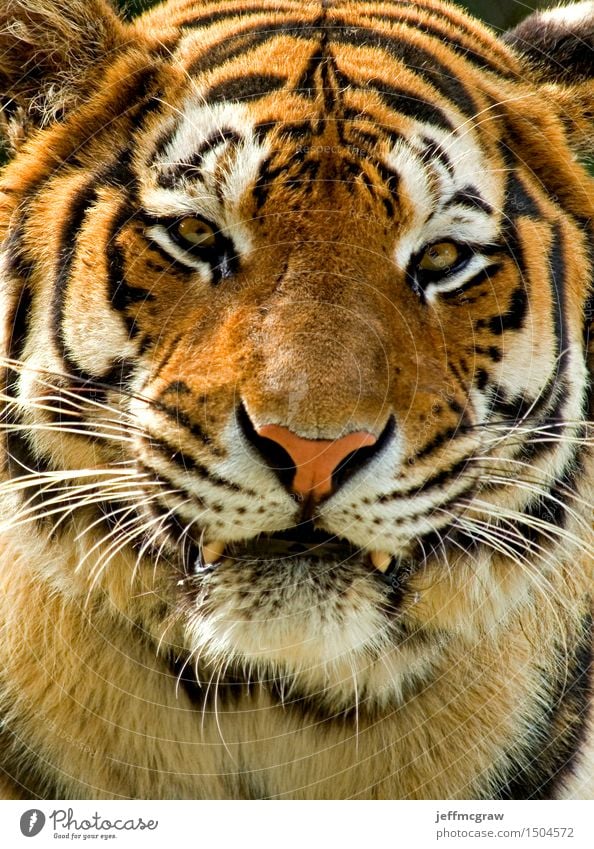 Sibirischer Tiger Natur Tier Wildtier 1 Aggression muskulös schön orange schwarz weiß Farbfoto mehrfarbig Außenaufnahme Menschenleer Tag Tierporträt Blick