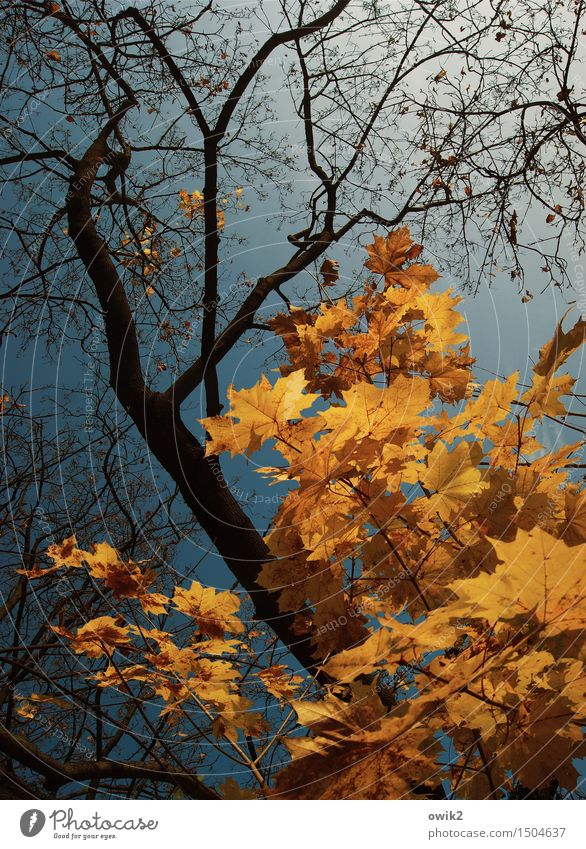 Wird Zeit Umwelt Natur Luft Wolkenloser Himmel Herbst Klima Schönes Wetter Baum Blatt Ahorn Ahornzweig leuchten verblüht dehydrieren gigantisch glänzend groß