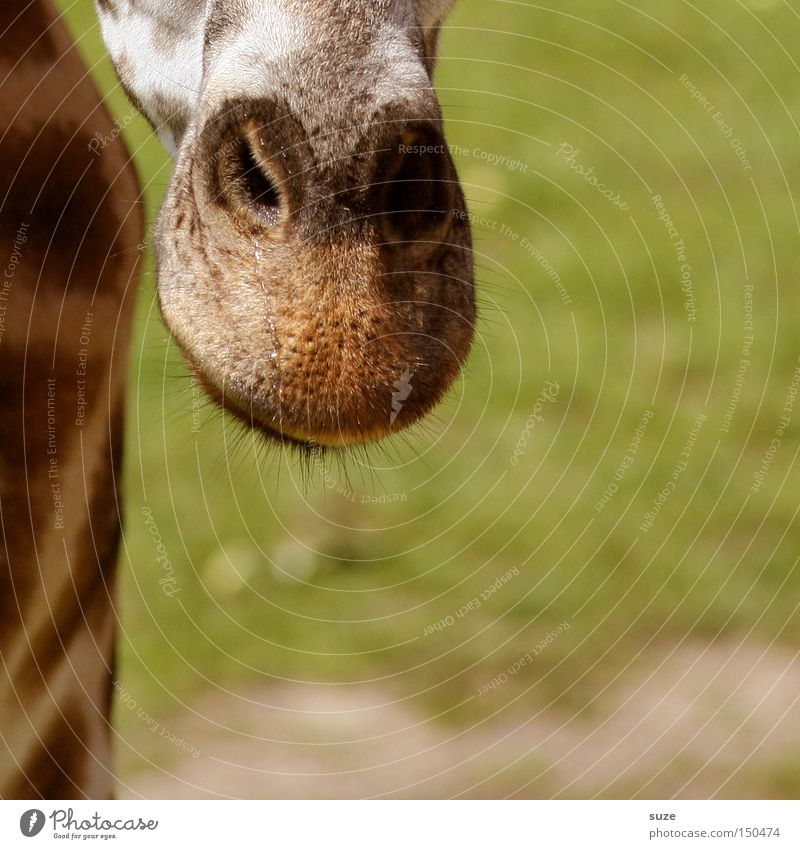 Nase vorn Tier Wildtier Giraffe 1 exotisch Tierliebe Neugier Kopf Hals Maserung Auge Wimpern Fleck Afrika Säugetier Farbfoto Außenaufnahme Nahaufnahme
