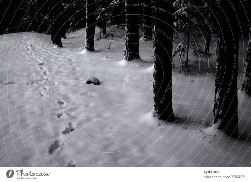 Spuren im Schnee gefroren Winter kalt Frost Natur Eis frieren Baum Wald dunkel Fremder Existenz ruhig Reihe