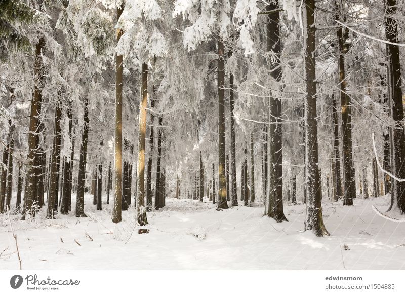 Winterwonderland Ausflug Schnee Berge u. Gebirge wandern Natur Sonnenlicht Baum Wald beobachten Bewegung entdecken frieren laufen authentisch einfach hell kalt