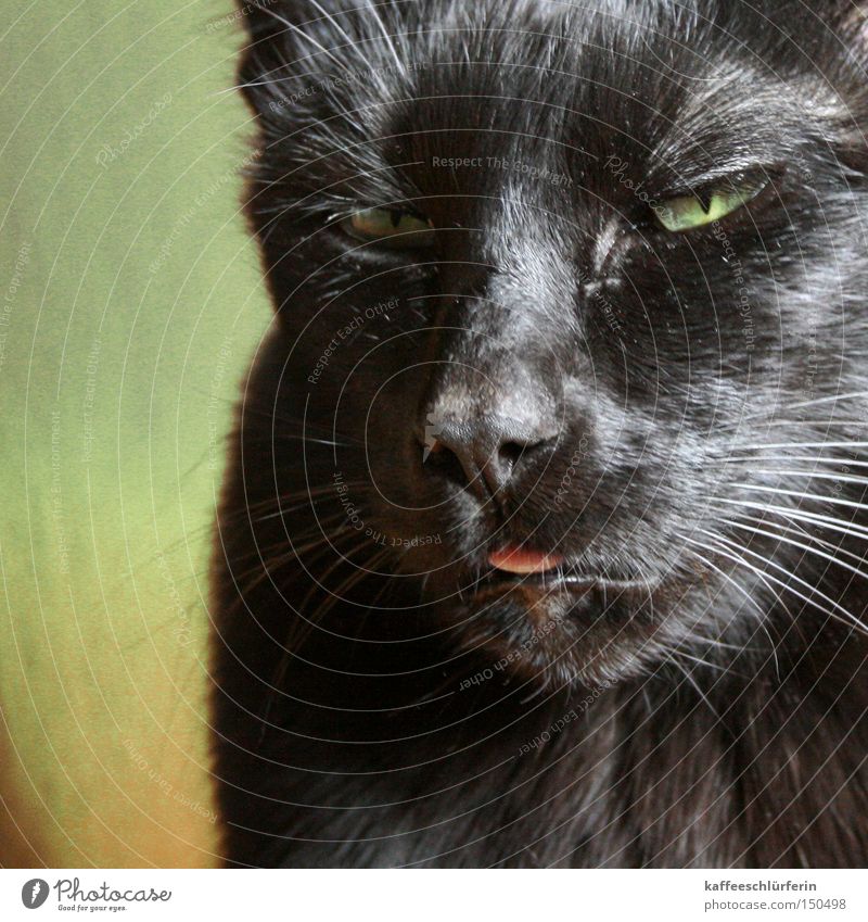 Lieschen Katze schwarz Zunge Bäh grün Fell Kopf Schnurrhaar Säugetier