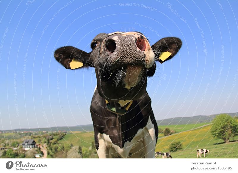 Kuh Natur Landschaft Tier Nutztier blau grün schwarz weiß Rind Vieh Rindvieh Bäuerlich Milchwirtschaft Fleichwirtschaft Landwirtschaft Thüringen Rinder Farbfoto